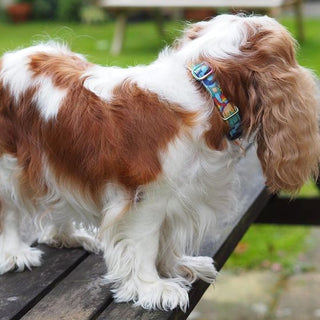 History of the Cavalier King Charles Spaniel | Celebrating the Coronation of Charles III