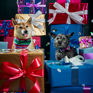 Stocking Stuffers for Pets | £20 and Under