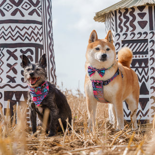 Dog Collar or Dog Harness: Which is Better For Your Dog?