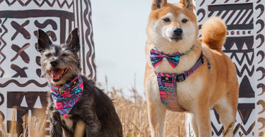 Dog Collar or Dog Harness: Which is Better For Your Dog?