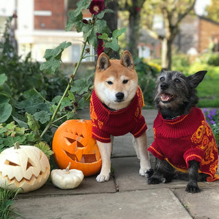 Howl-O-Ween Fun | Hiro + Wolf's Annual Spooky Dog Parade