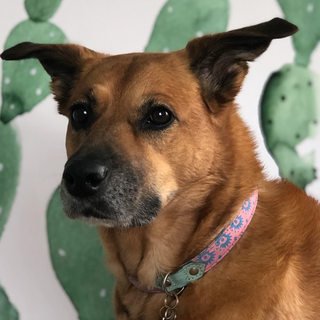Mayday for Mutts | Helping Mutts Finds a Home