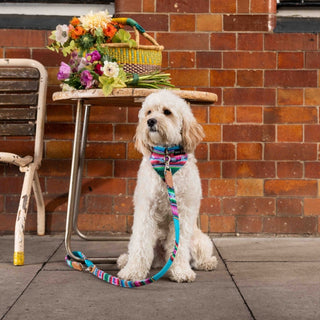 Our Guide to Dining out With Your Dog