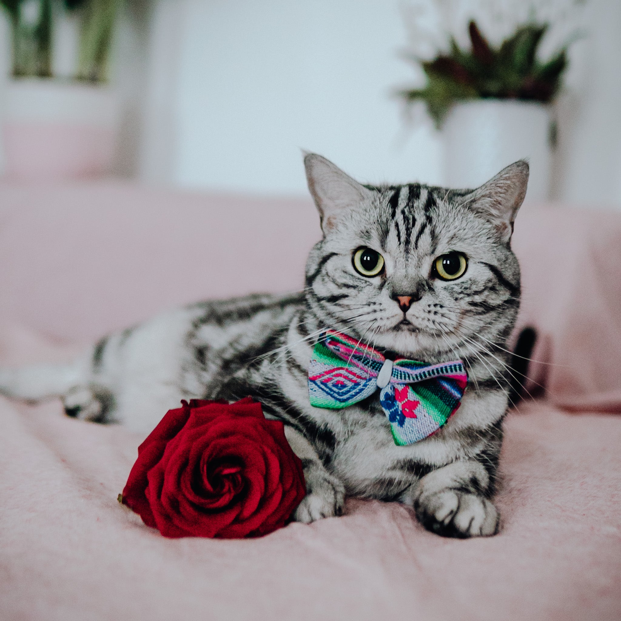 What Plants Are Safe For My Cat? Hiro + Wolf