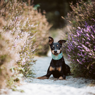 Aromatherapy for Pets | The Do's & Dont's