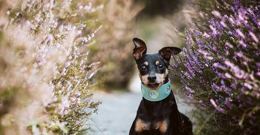 Aromatherapy for Pets | The Do's & Dont's