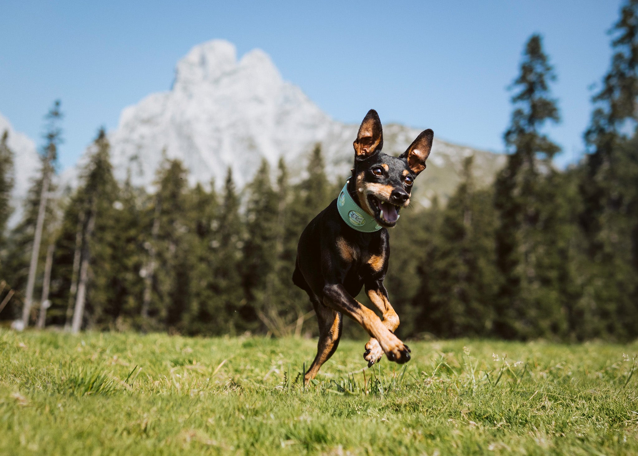 Dog on leash attacks dog off lead best sale