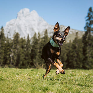 Does a Dog Have to be on a Lead? | Off Leash Safety