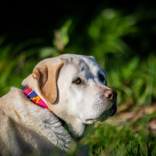 What to do if You Find a Lost Dog | National Lost Dog Awareness Day