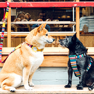Dog-friendly Cities we love in celebration of International Dog Day