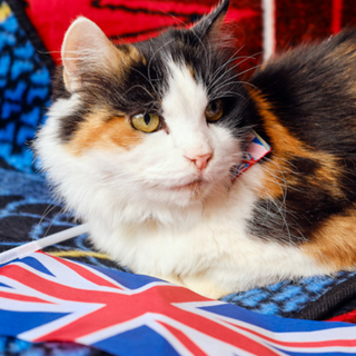 Our Handmade Pet Accessories | Buy British Day 2023