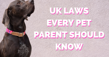 5 UK Laws Every Pet Owner Should Know