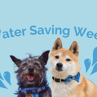 Water Saving Week | Ways Your Dog can Save Water