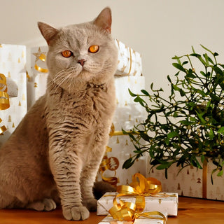 The Best Gifts for Cats 2023