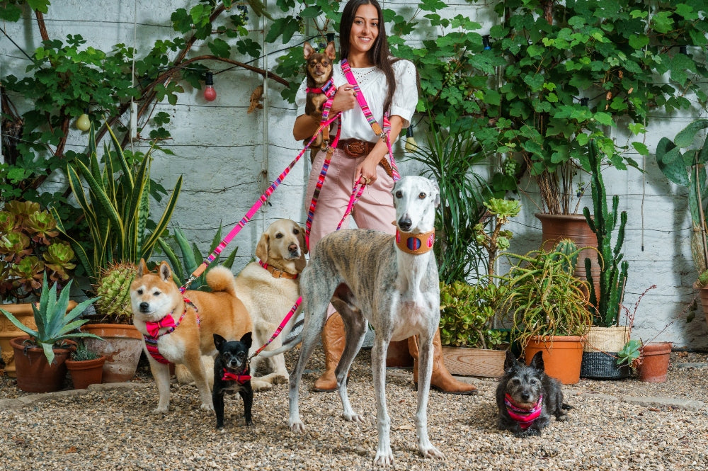 The Best Dog Walks in Kent 2023 Hiro + Wolf