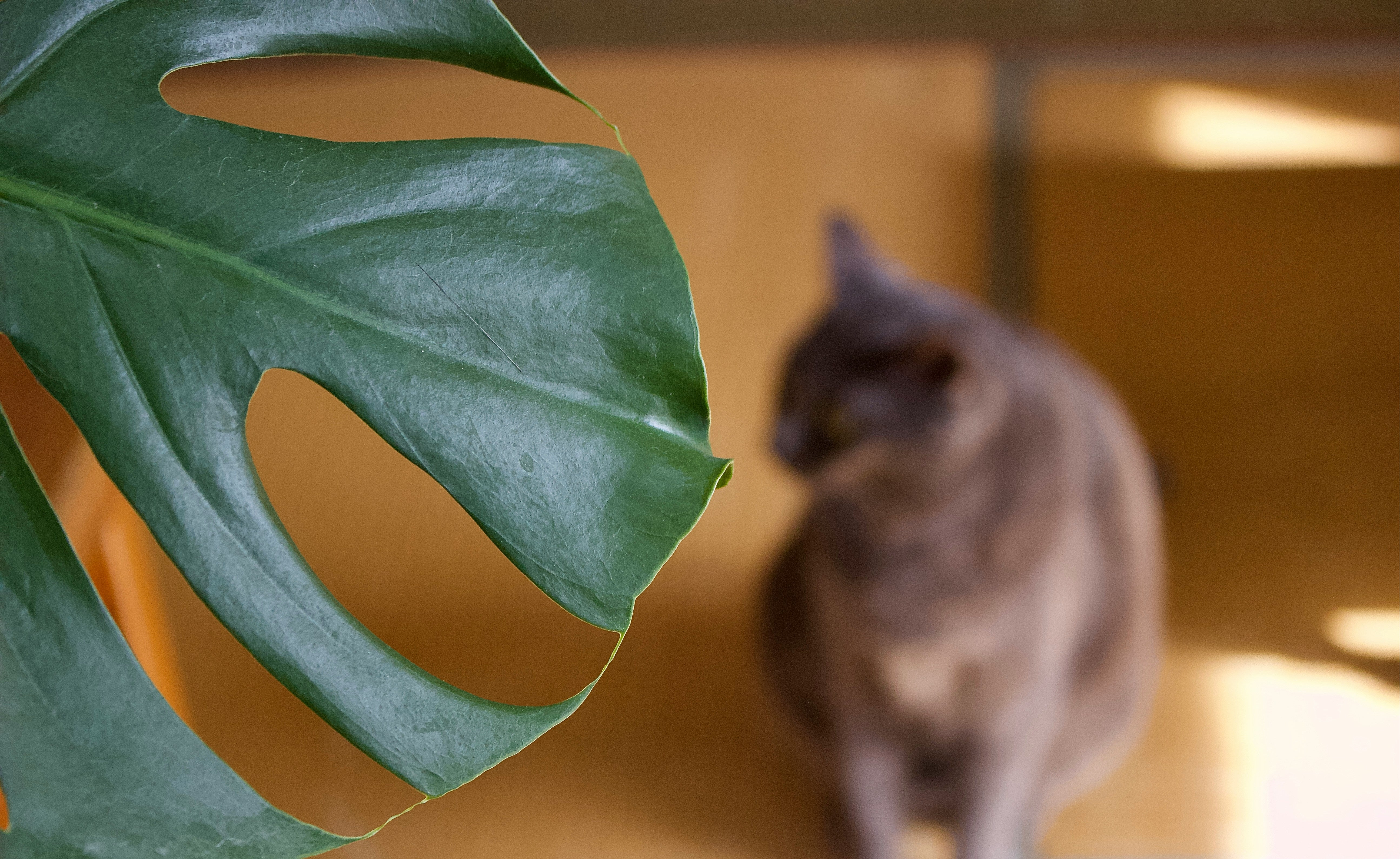 10 Best Cat-Friendly House Plants  Hiro + Wolf