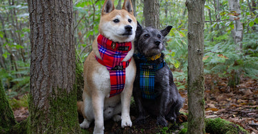 Must-Have Autumn Trends for Stylish Pets