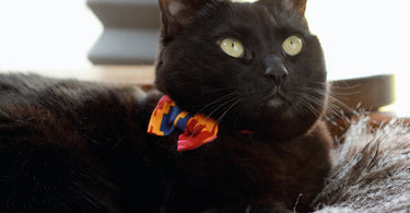 A beautiful black cat wearing a bow tie sitting in the sun