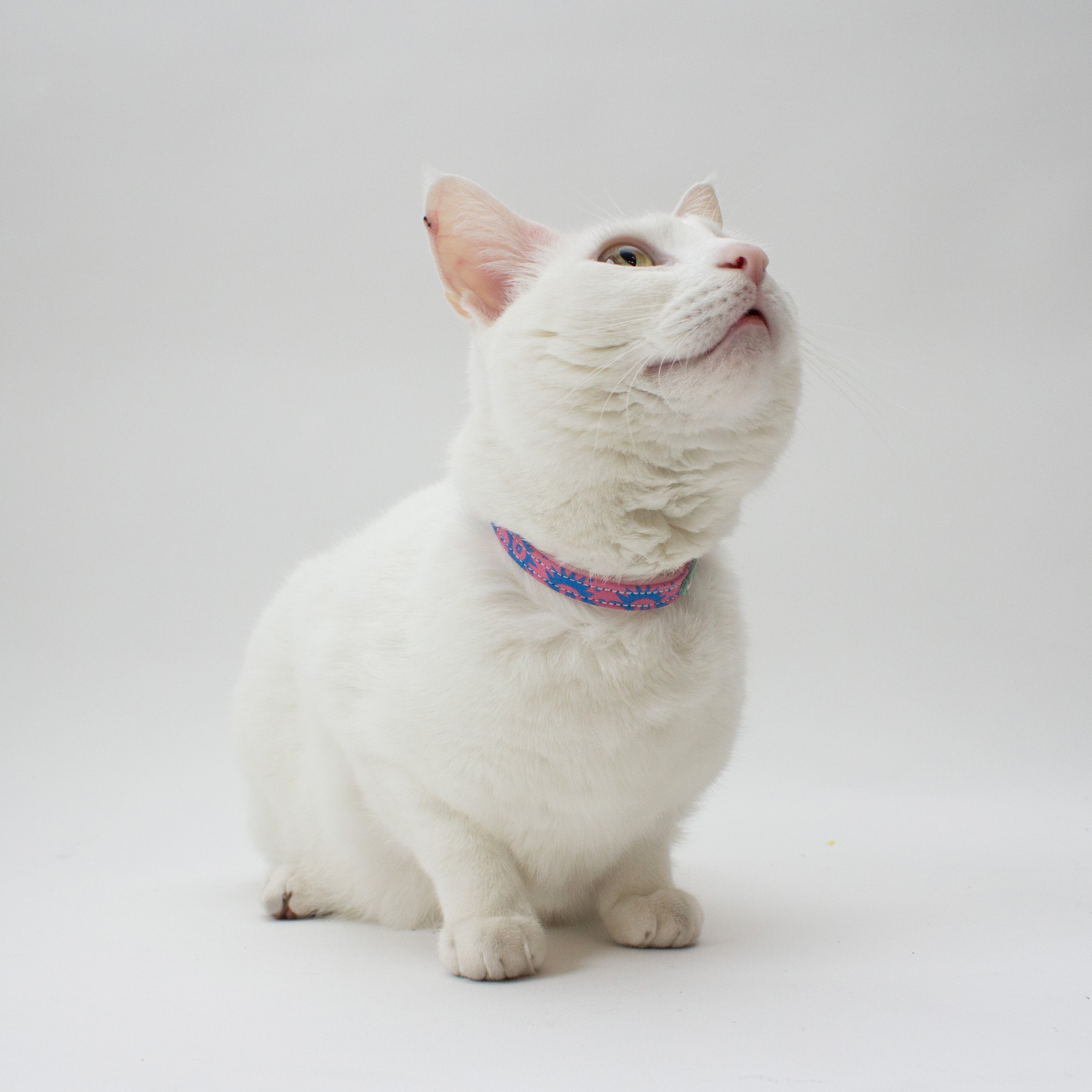 Putting a collar on a cat best sale