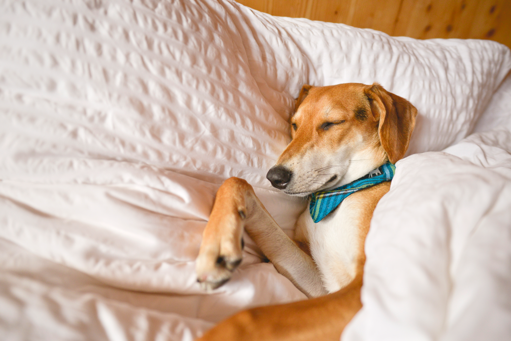 How to Settle a New Puppy at Night Hiro + Wolf