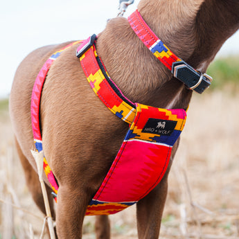 Dakar Dog Harness