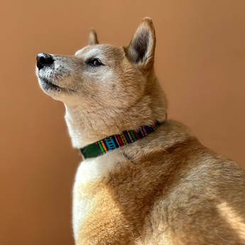 Rainbow Stripe Dog Collar