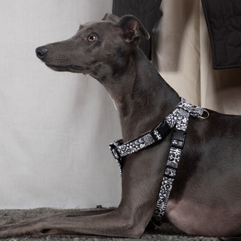 Bow Wow Haus Dog Harness