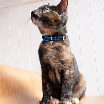 Shuka Blue Stretch Cat Collar