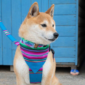 Inca Blue Dog Bandana-Dog Collar Bandana-Hiro + Wolf