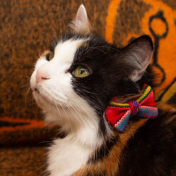 Inca Orange Cat Bow Tie-Cat Collar Bow Tie-Hiro + Wolf