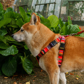 Inca Orange Dog Harness-Dog Harness-Hiro + Wolf