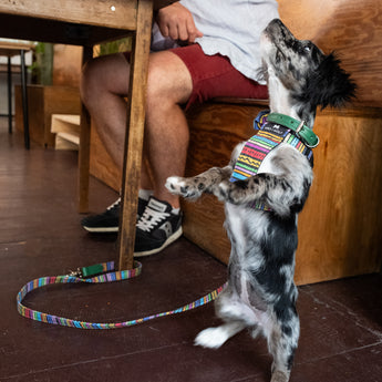 Rainbow Stripe Café Dog Lead