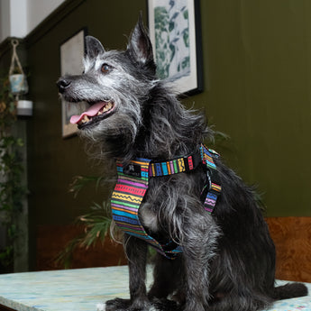Rainbow Stripe Dog Harness