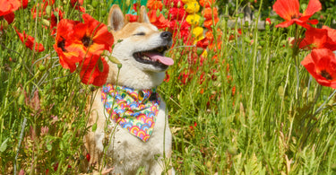 DIY Sensory Garden for Your Dog | Wellness