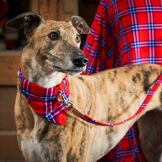 Taking Your Dog to a Christmas Market