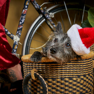 Animal Charities to Support This Christmas