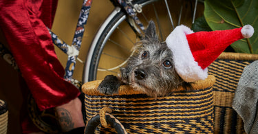 Animal Charities to Support This Christmas