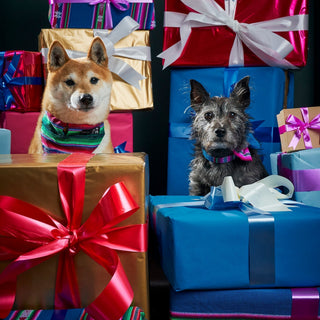 Collection of handmade pet accessories – ethical Christmas gifts for dogs, cats, and kids UK