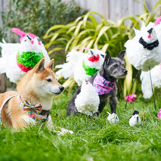 Easter Treasure Hunt for Dogs 2022 | Fundraiser for The Retreat Animal Rescue