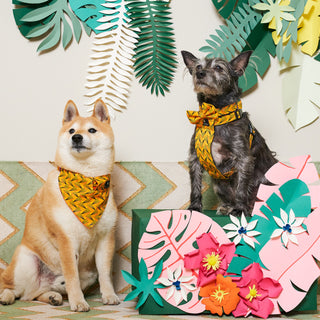 Our Vegan Pet Accessories | World Vegan Month