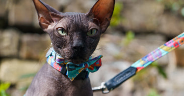 Picking The Perfect Cat Collar