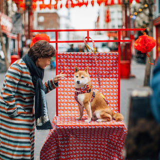 Pawsome Dog Festivals That Celebrate Dogs Around the World