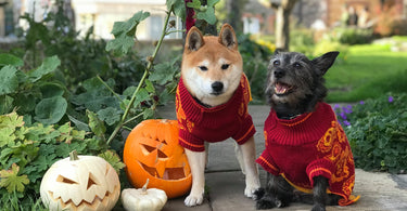 Howl-O-Ween Fun | Hiro + Wolf's Annual Spooky Dog Parade