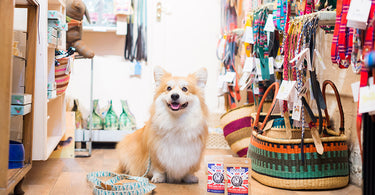 Marcel Le Corgi visits our store for The Evening Standard