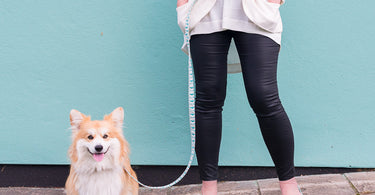 marcel le corgi wears hiro and wolf hands free lead