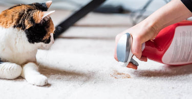 How to Keep Your Home Clean With Indoor Pets
