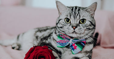 How to Celebrate Valentine's Day With Your Pet