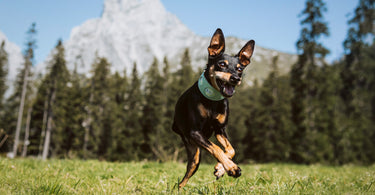 Does a Dog Have to be on a Lead? | Off Leash Safety