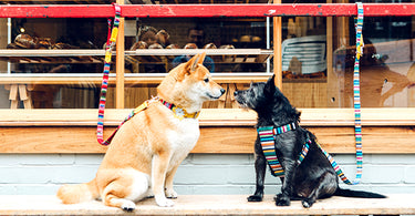 Dog-friendly Cities we love in celebration of International Dog Day