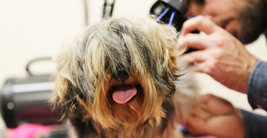 Meet the Pack - Albert’s Dog Grooming and Care